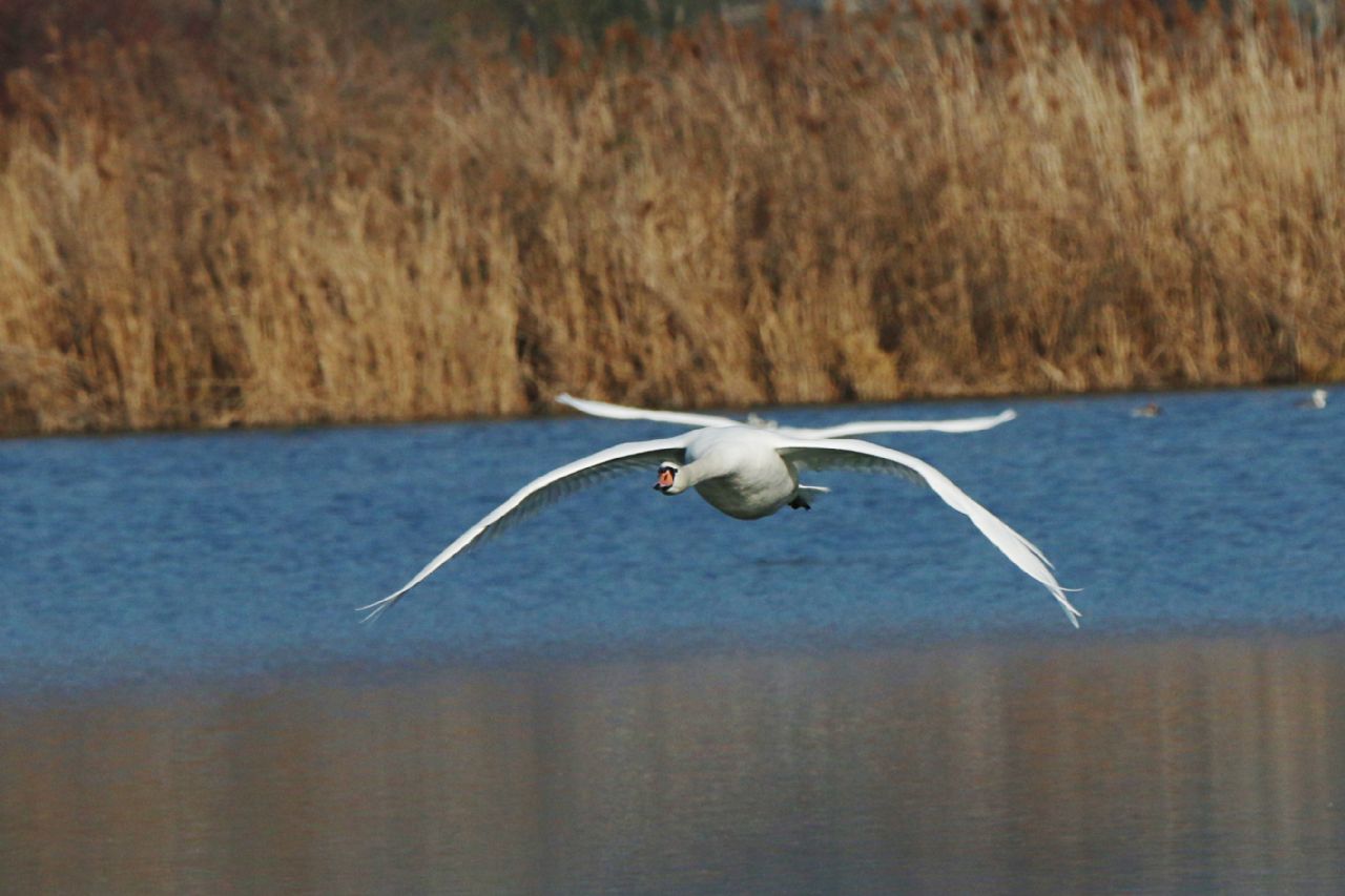 Cigno reale (Cygnus olor)