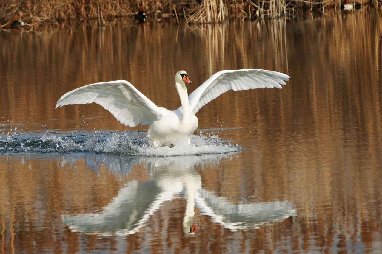 Cigno reale (Cygnus olor)