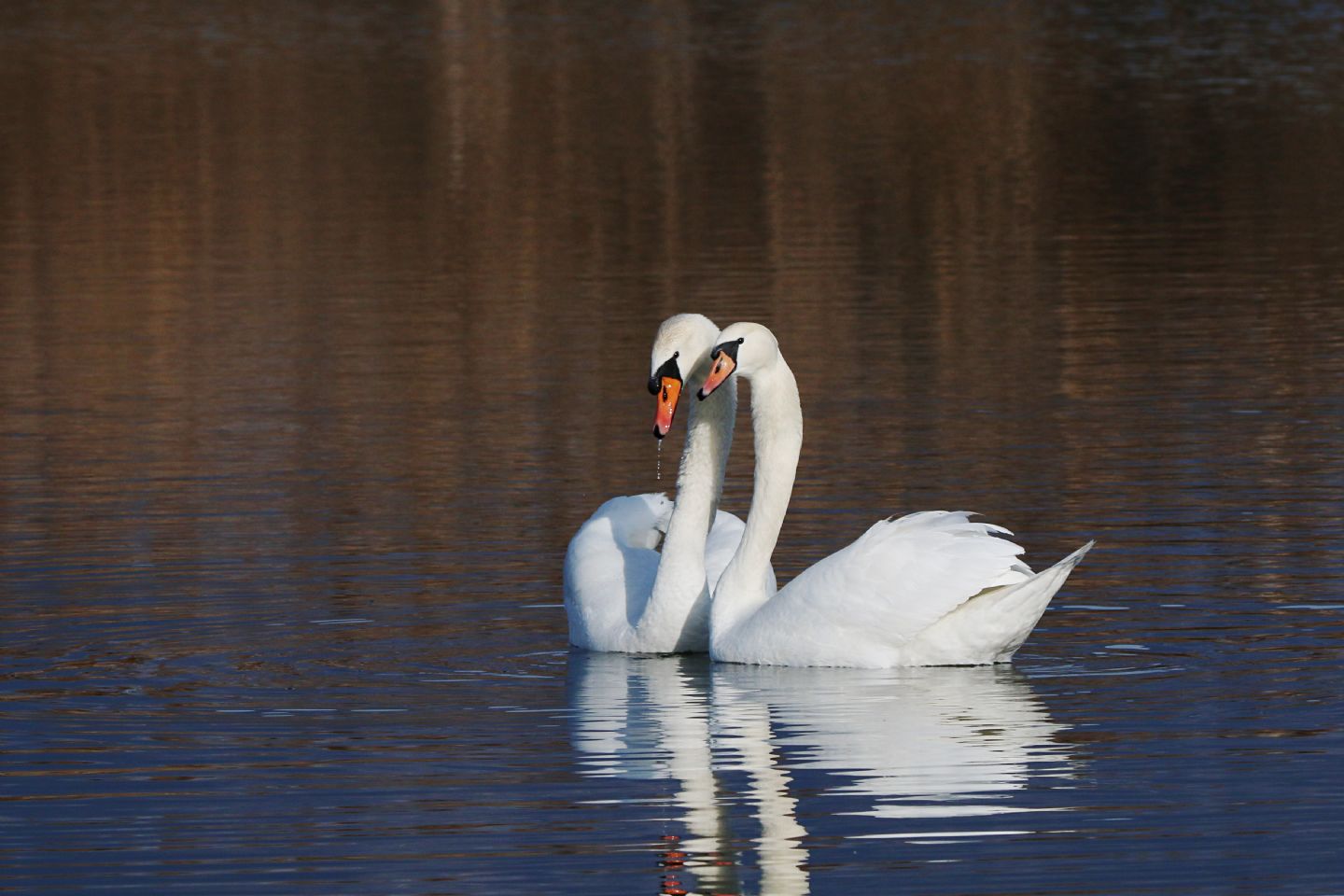 Cigno reale (Cygnus olor)