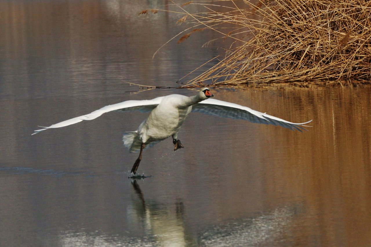 Cigno reale (Cygnus olor)