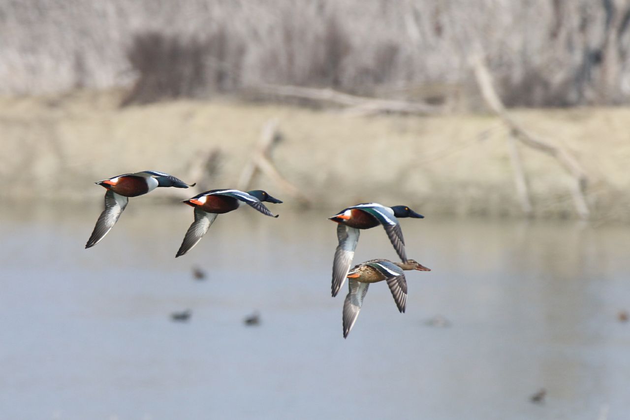 Mestoloni in volo (Anas clypeata)