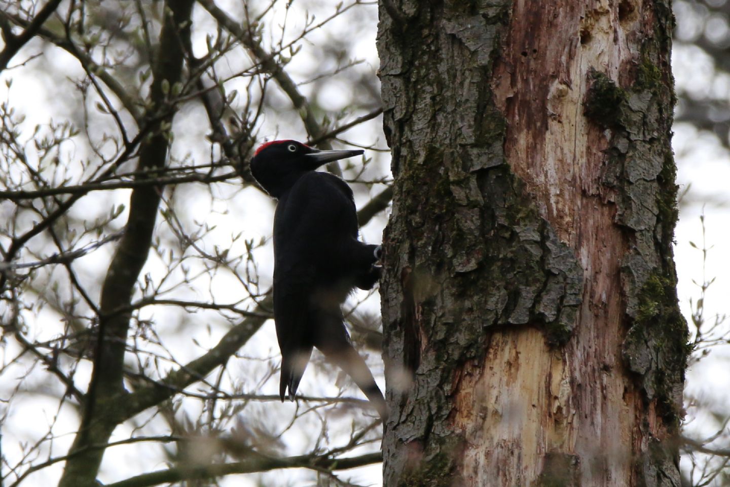 Picchio nero (Dryocopus martius)