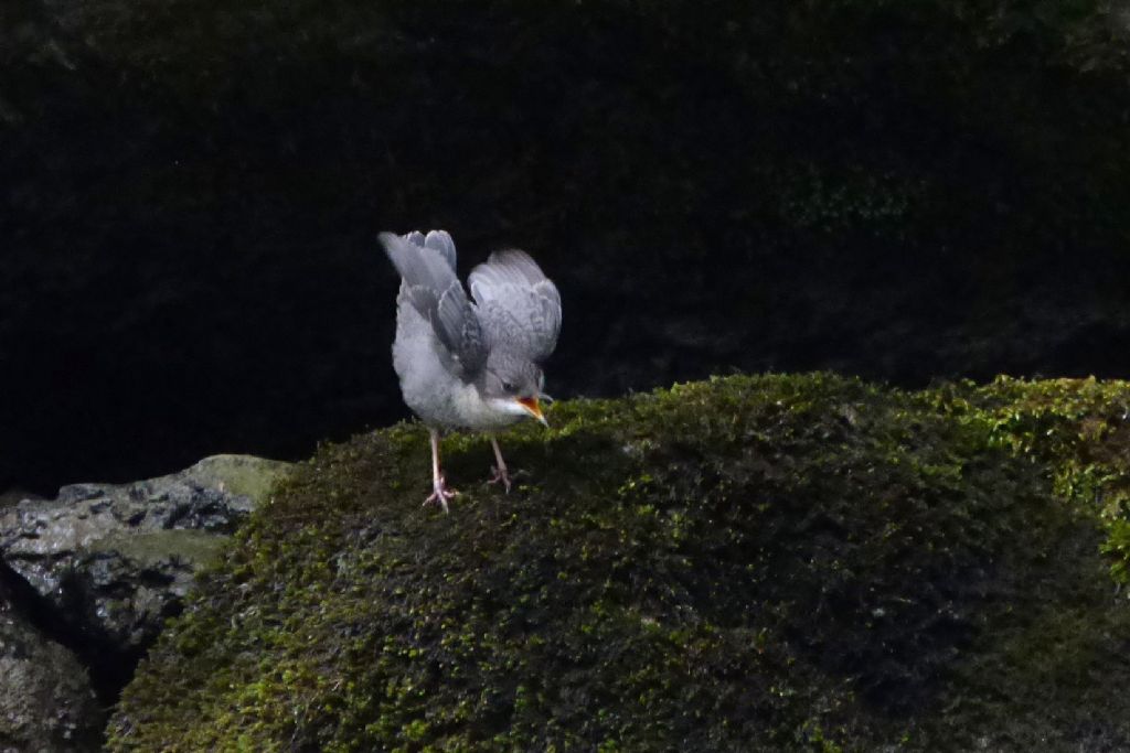 Merlo acquaiolo (cinclus cinclus)