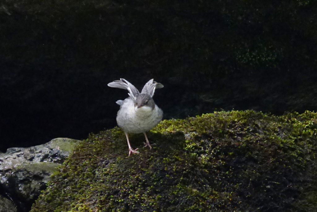 Merlo acquaiolo (cinclus cinclus)