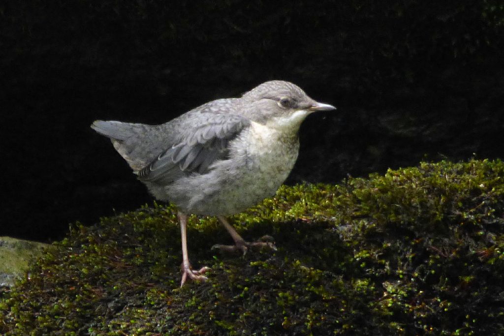 Merlo acquaiolo (cinclus cinclus)