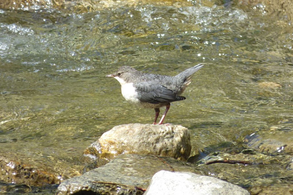 Merlo acquaiolo (cinclus cinclus)