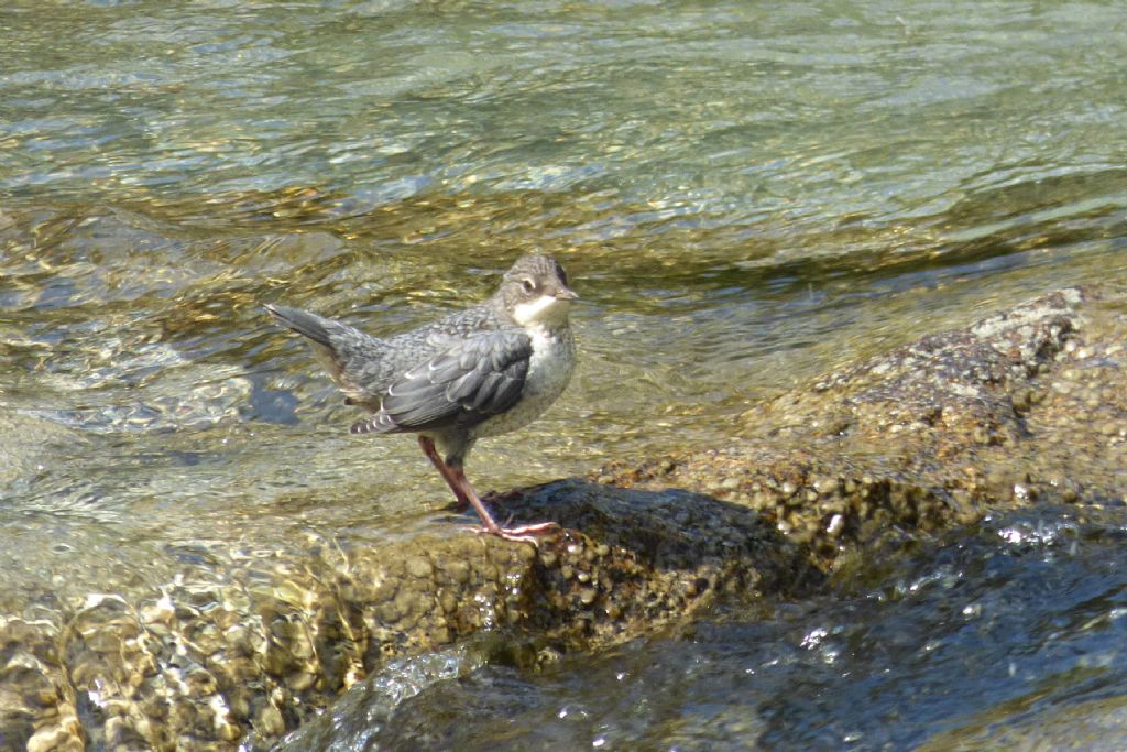 Merlo acquaiolo (cinclus cinclus)