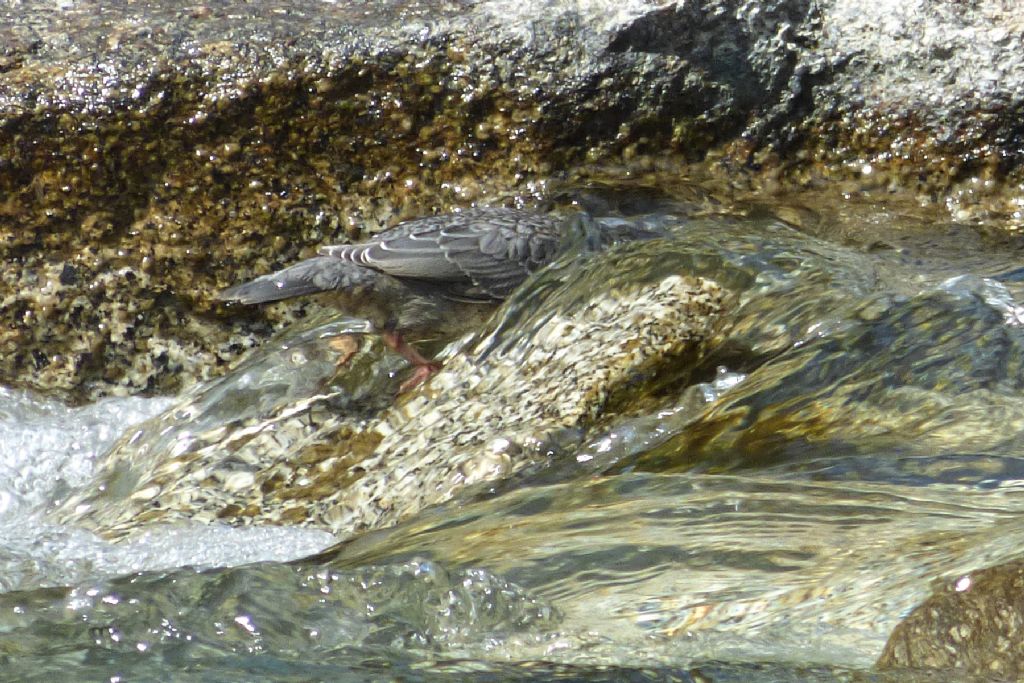 Merlo acquaiolo (cinclus cinclus)