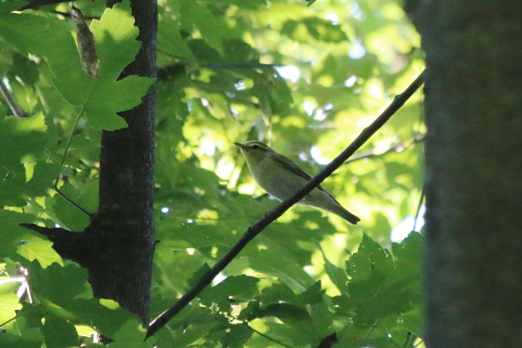 Lu verde (Phylloscopus sibilatrix)