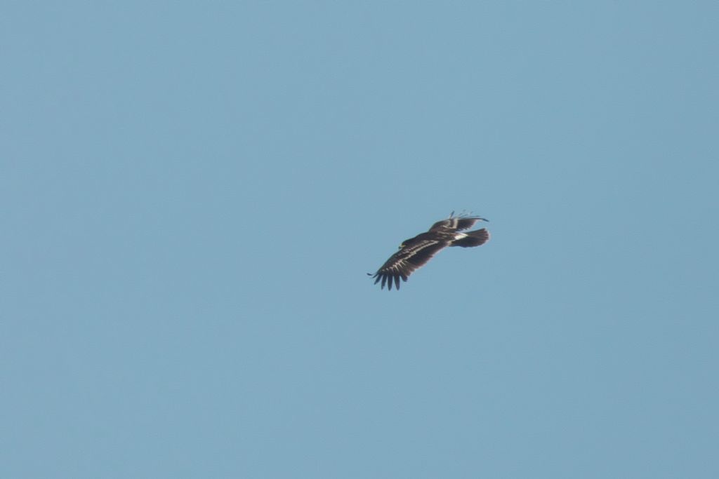 Dal Dubai: Aquila anatraia?  S, Aquila anatraia maggiore (Clanga clanga)