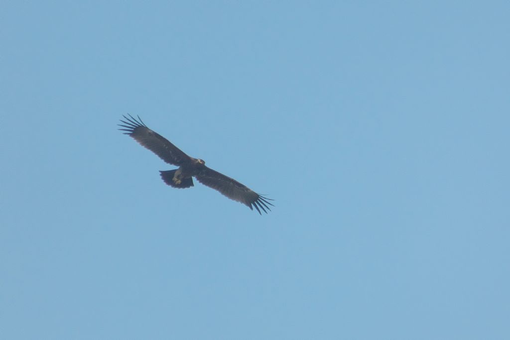 Dal Dubai: Aquila anatraia?  S, Aquila anatraia maggiore (Clanga clanga)