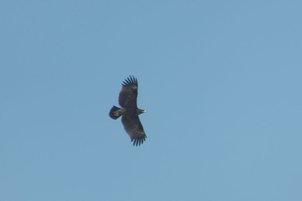 Dal Dubai: Aquila anatraia?  S, Aquila anatraia maggiore (Clanga clanga)