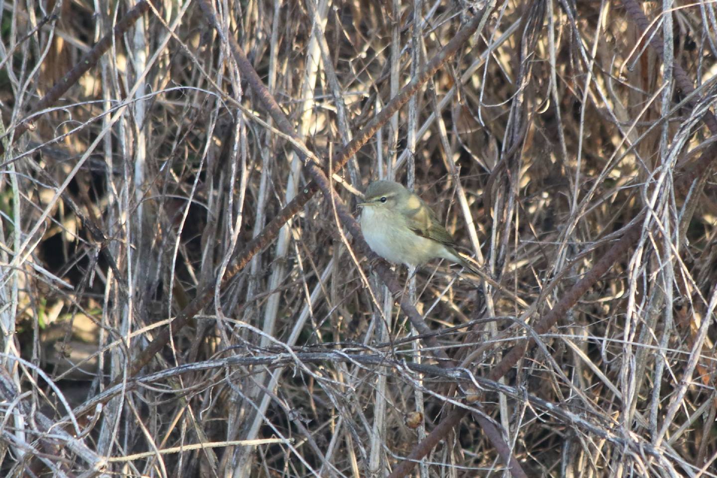 Aiuto identificazione Lu:   Lu piccolo (Phylloscopus collybita)