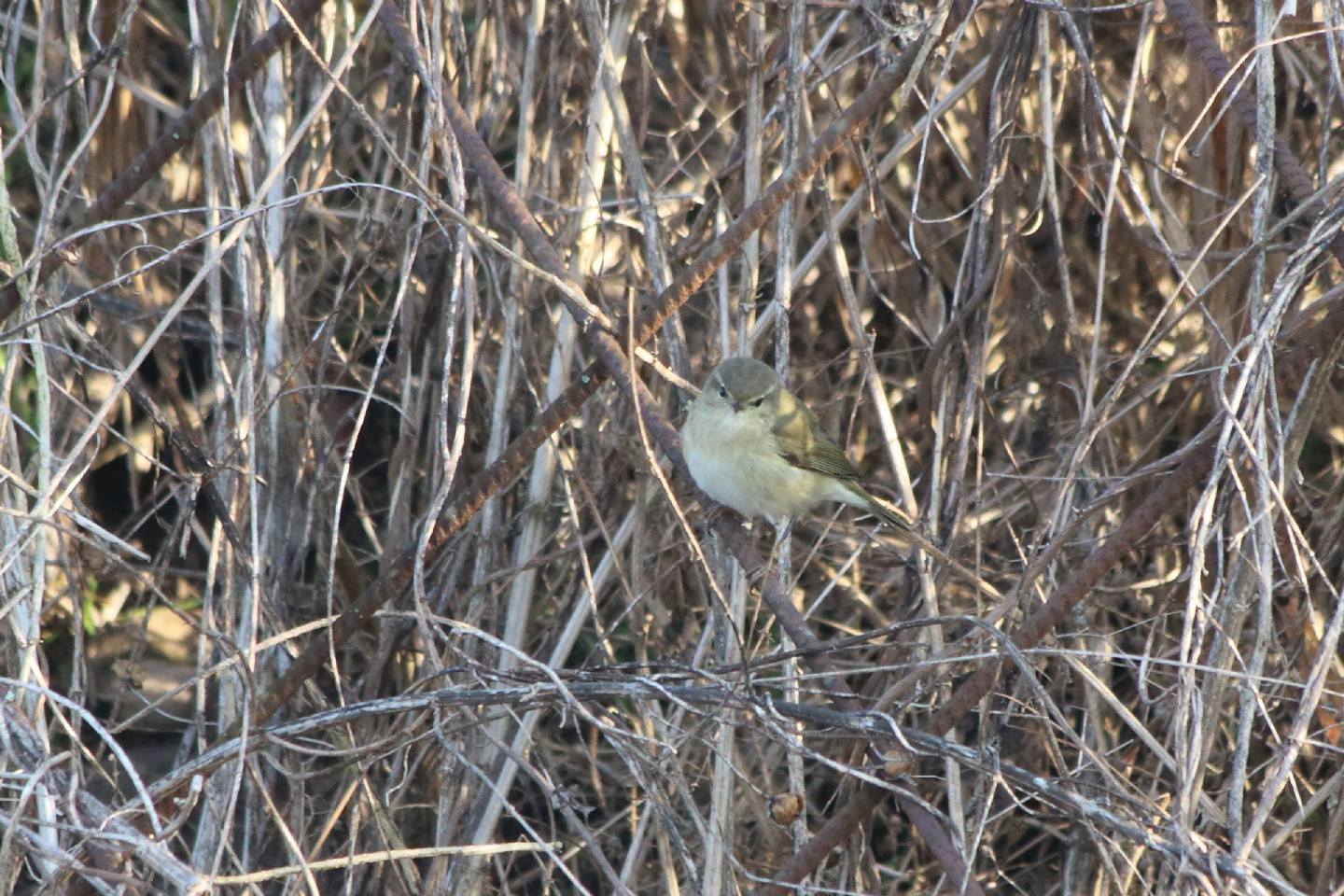 Aiuto identificazione Lu:   Lu piccolo (Phylloscopus collybita)