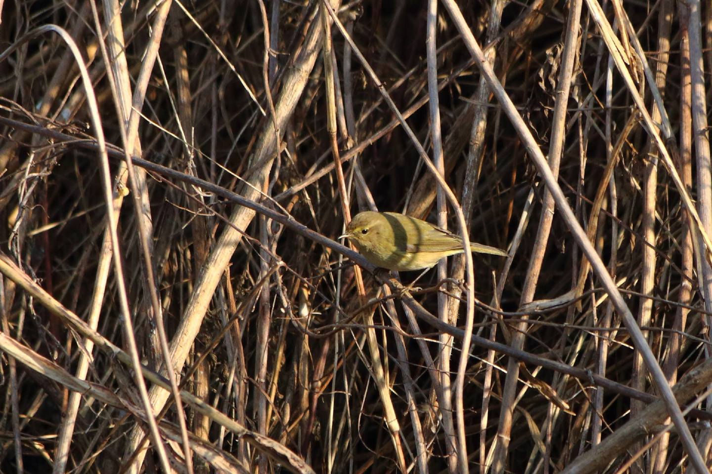 Aiuto identificazione Lu:   Lu piccolo (Phylloscopus collybita)