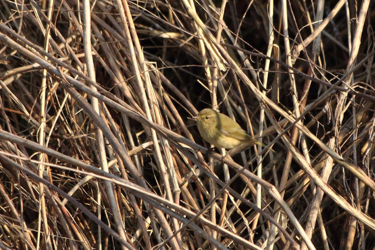 Aiuto identificazione Lu:   Lu piccolo (Phylloscopus collybita)