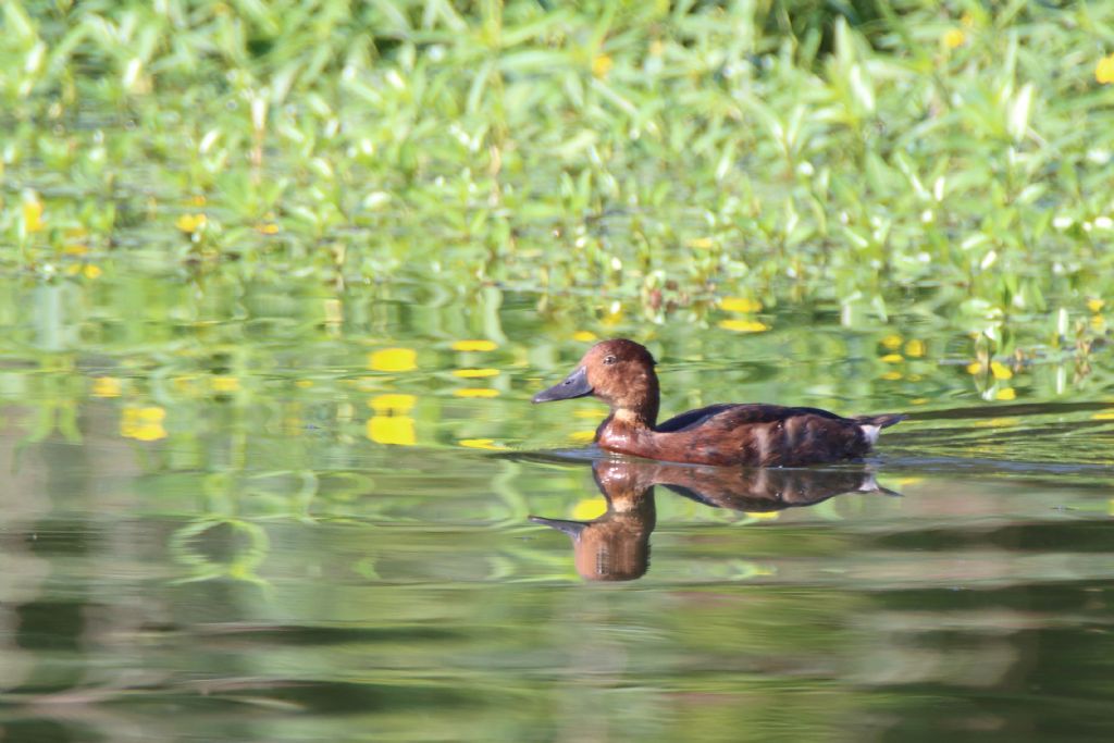 Moretta tabaccata  (Aythya nyroca)