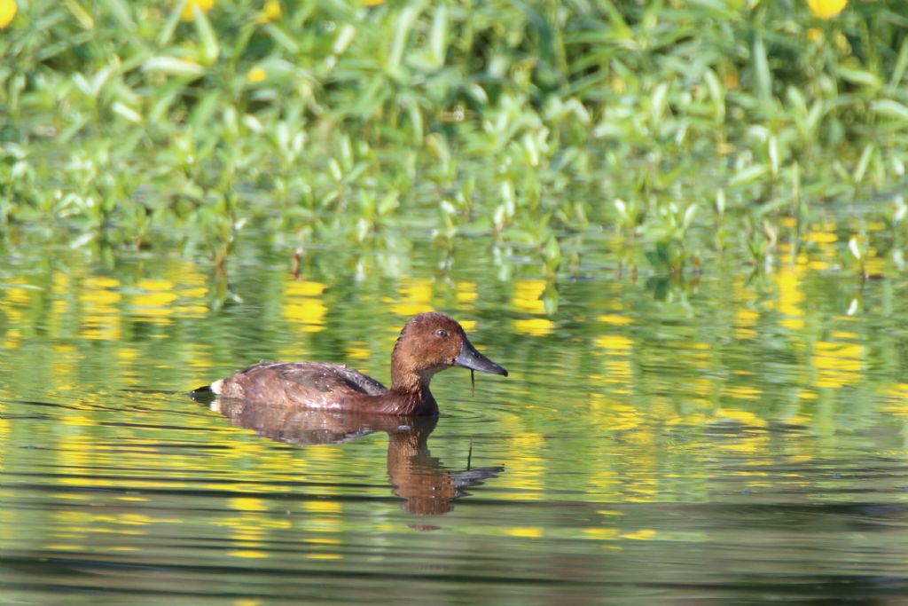 Moretta tabaccata  (Aythya nyroca)