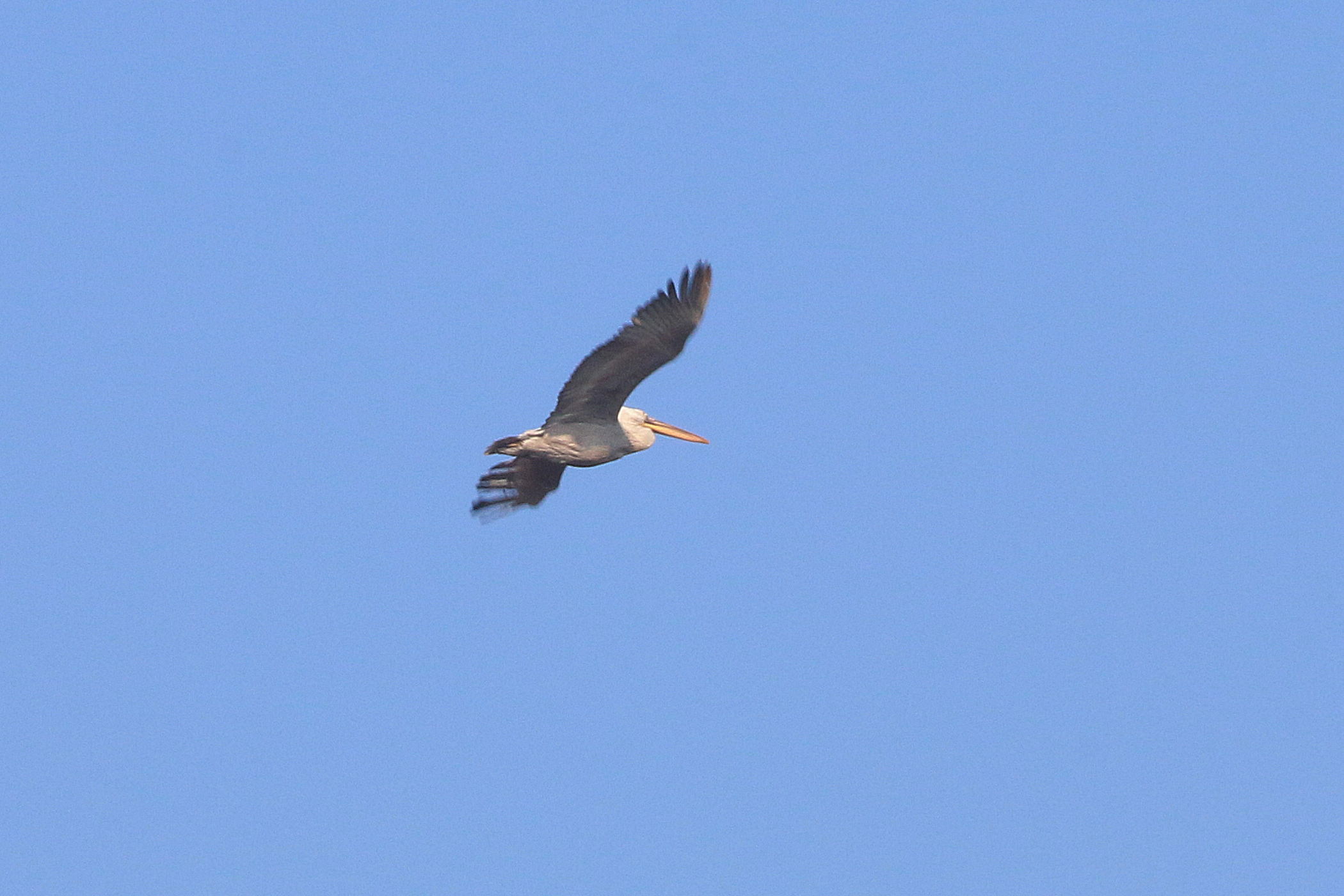 Identificazione:  Pellicano riccio