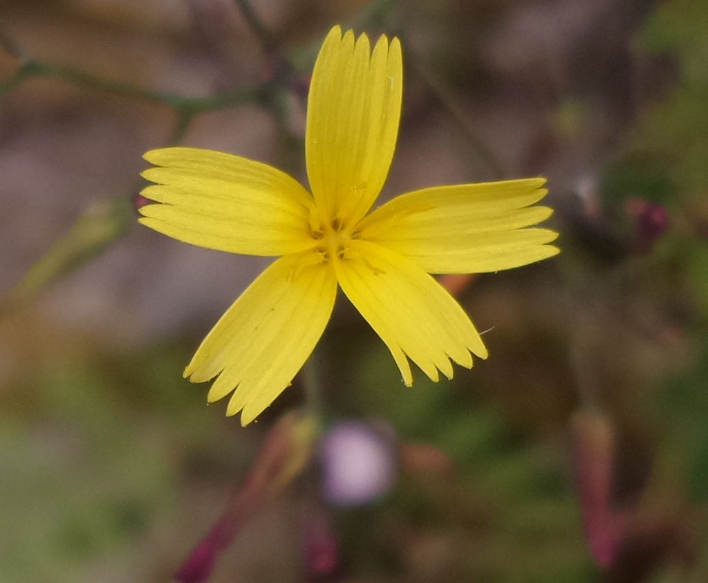 Mycelis muralis (=Lactuca muralis)