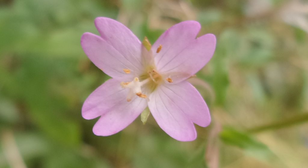 Epilobium sp.