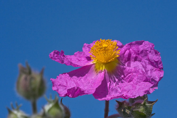 Un anno di fiori...