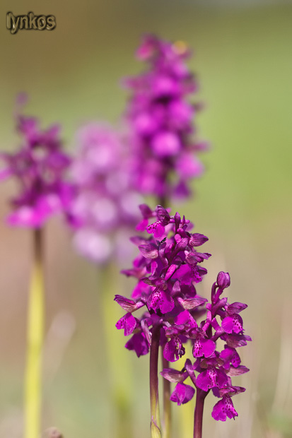 Tutti Anacamptis morio?