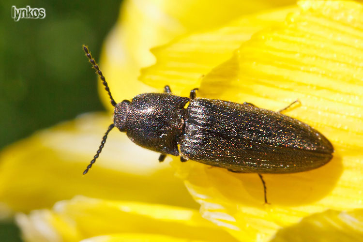 Due Elateridae abruzzesi