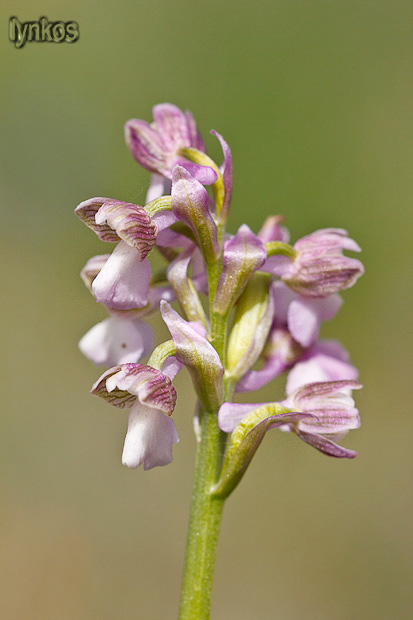 Tutti Anacamptis morio?