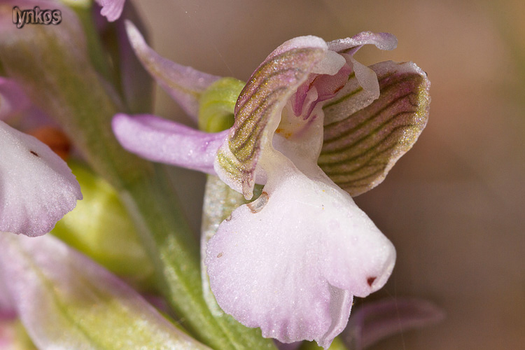 Tutti Anacamptis morio?