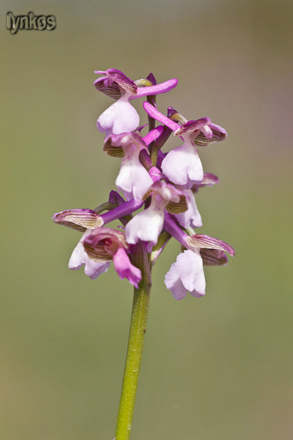 Tutti Anacamptis morio?