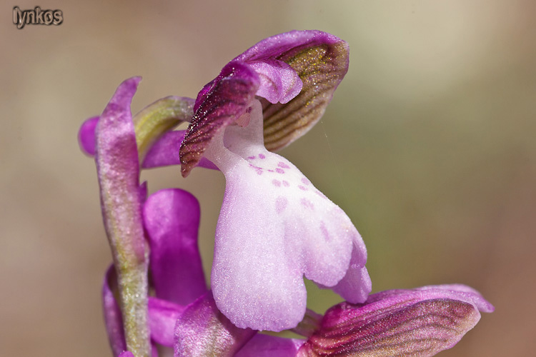 Tutti Anacamptis morio?