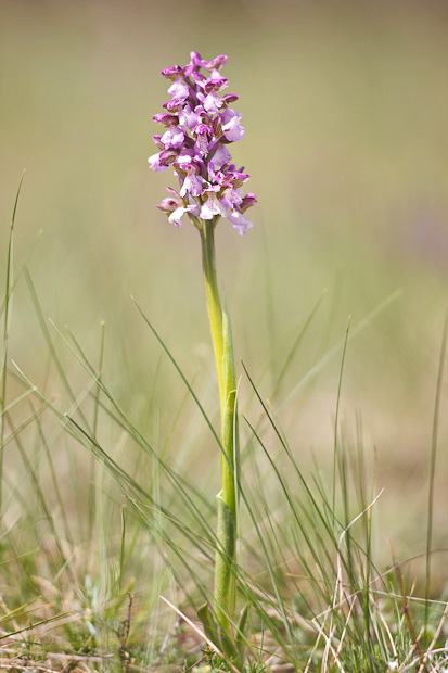 Tutti Anacamptis morio?