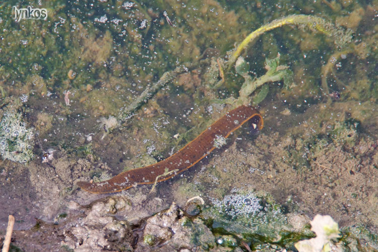 Verme acquatico: Hirudinea (probabile Dina lineata)