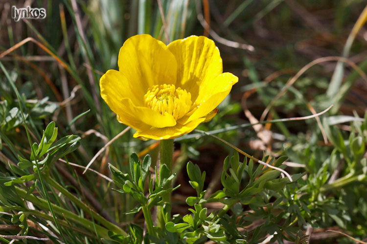 Ranunculus millefoliatus / Ranuncolo millefoglio