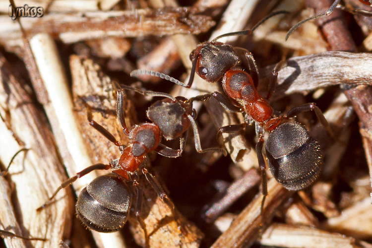 Formiche dei pascoli alti: Formica pratensis