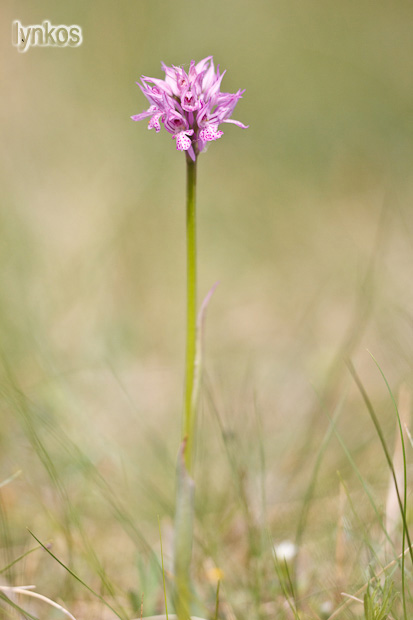 Neotinea tridentata