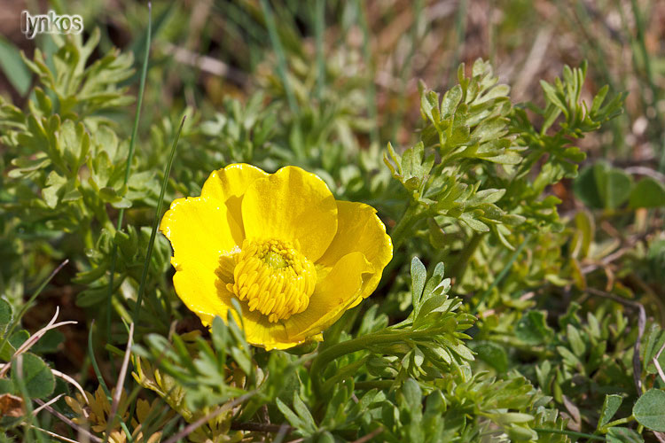 Ranunculus millefoliatus / Ranuncolo millefoglio