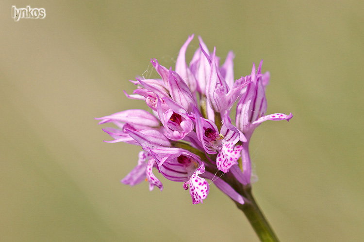 Neotinea tridentata