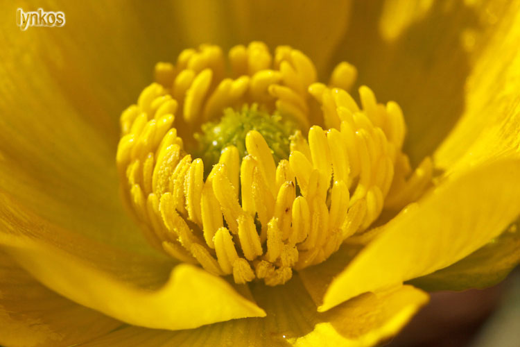 Ranunculus millefoliatus / Ranuncolo millefoglio