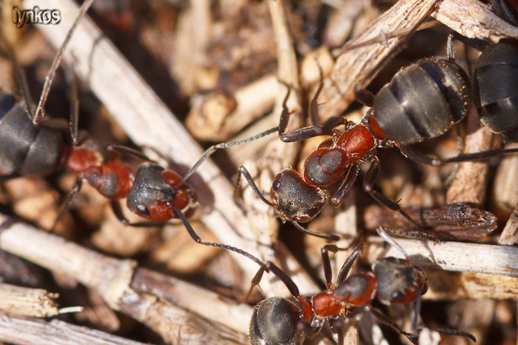 Formiche dei pascoli alti: Formica pratensis