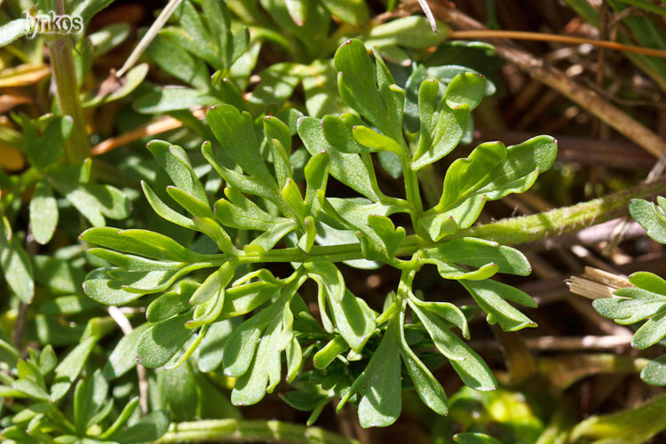 Ranunculus millefoliatus / Ranuncolo millefoglio