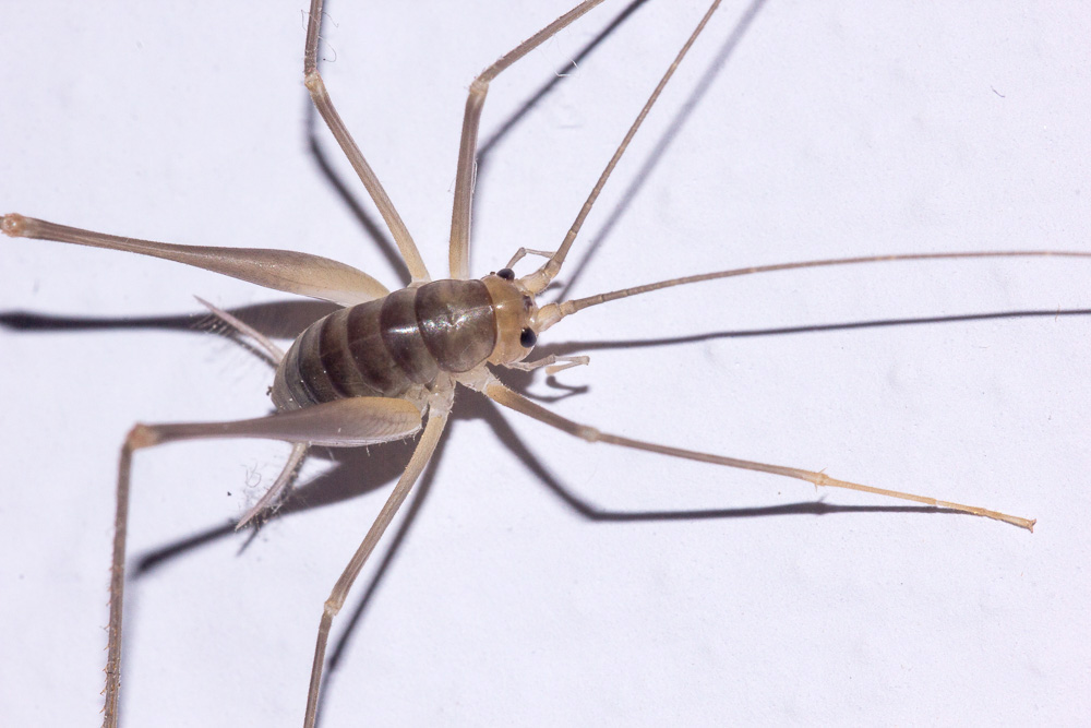 Ortottero di casa: Dolichopoda sp. (Raphidophoridae)