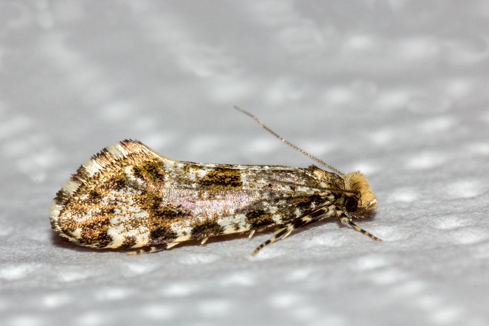 Piccola falena sfuggita dalla neve - Triaxomera parasitella (cfr.) Tineidae