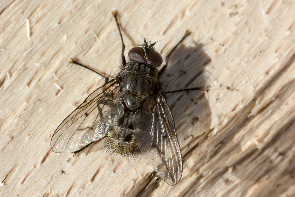 Muscidae, forse Muscina stabulans?  No, Helina sp.