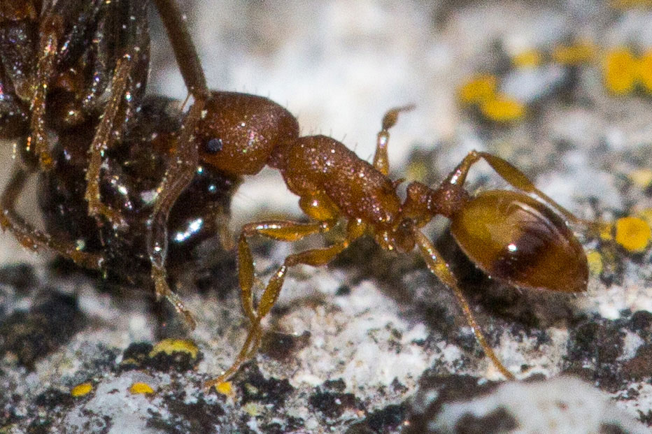 Formica porta formica: Temnothorax sp. preda Lasius emarginatus