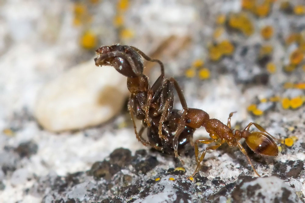 Formica porta formica: Temnothorax sp. preda Lasius emarginatus