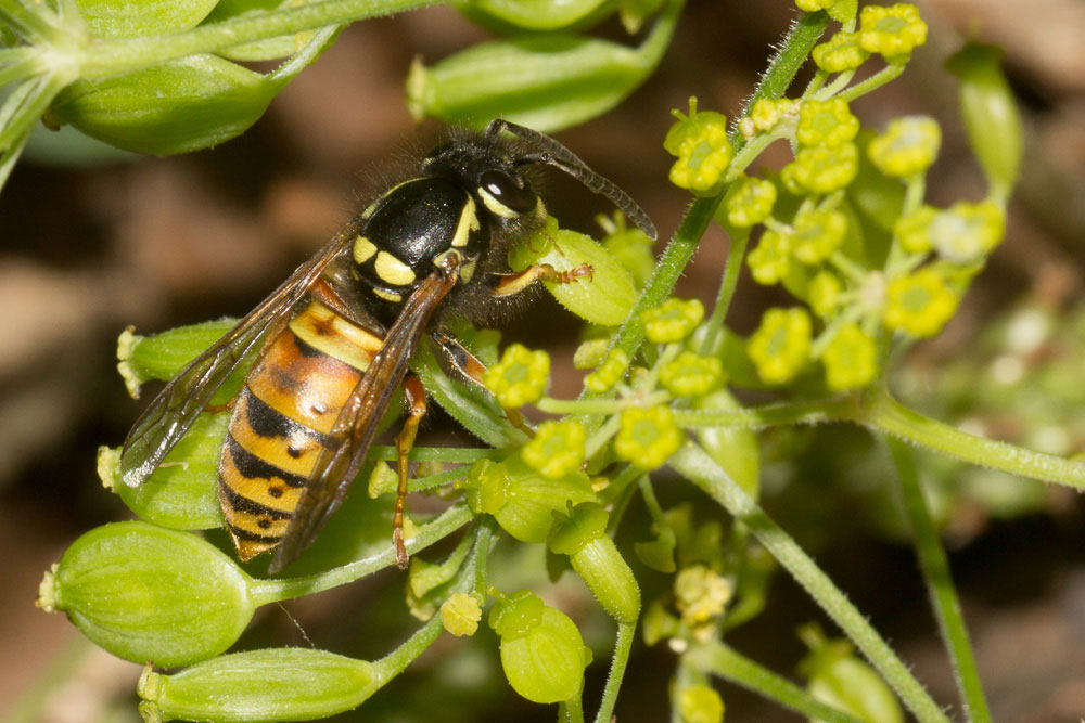 Vespula credo, ma non mi sembra il 