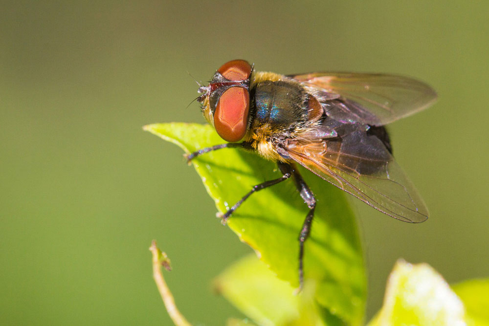 Avevo pensato Tachinidae....Tachinidae Phasiinae