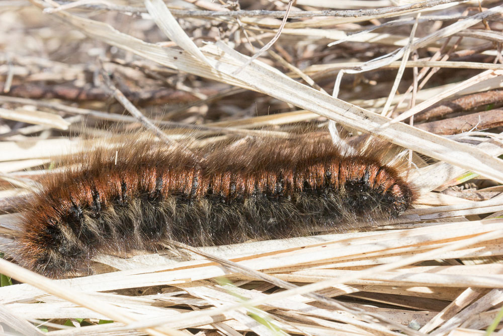 Bruco a pelo lungo con panorama - Macrothylacia rubi, Lasiocampidae